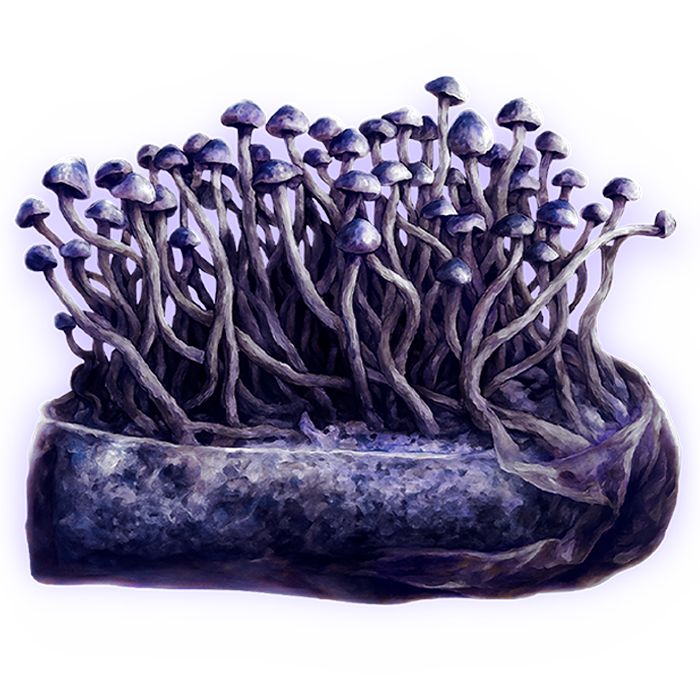 Growkit Nemezis (Black Cap Natalensis)